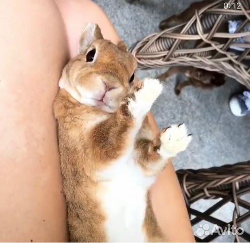 Ручные, ласковые кролики