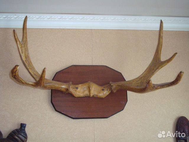 Рога лося,оленя,косули
