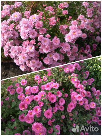 Хризантемы кустовые