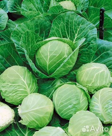 Семена Капусты Белокочанной
