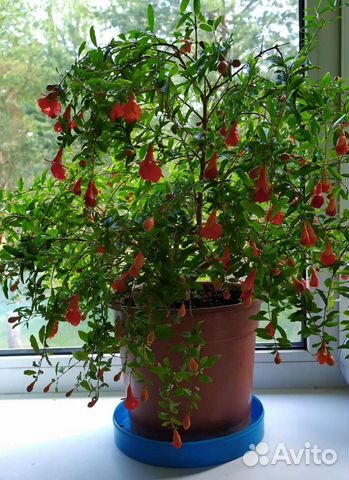 Гранат комнатный