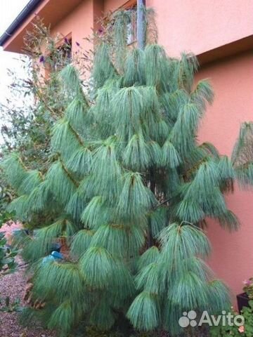 Хвойные растения (сосны)