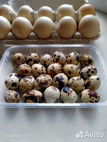 Яйца перепелиные домашние