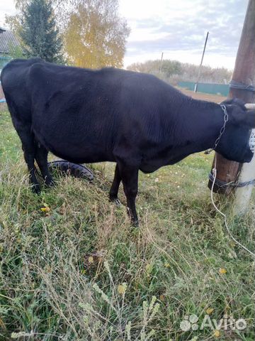 Коровы рубцовск. Купить высокоудойную корову. Коровы на лугу. Продается корова. Айрширская порода коров.
