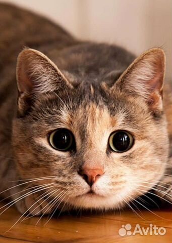 Передержка кошек