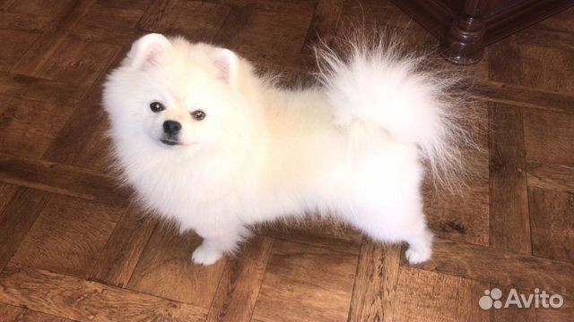 Шпиц кобель вязка