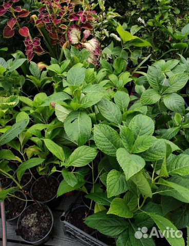 Гортензия крупнолистная