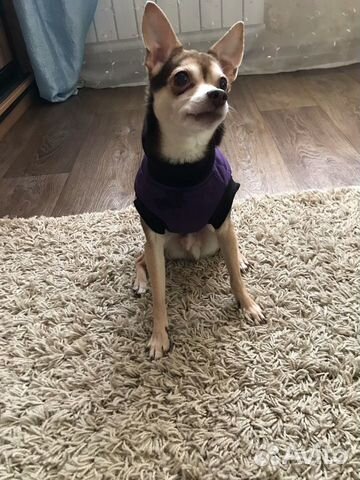 Жилетка для маленьких собак