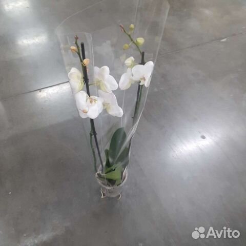 Орхидея фаленопсис