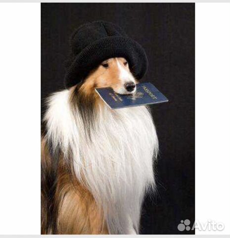 Оформление документов на животных