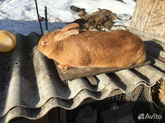 Кролики бургундские