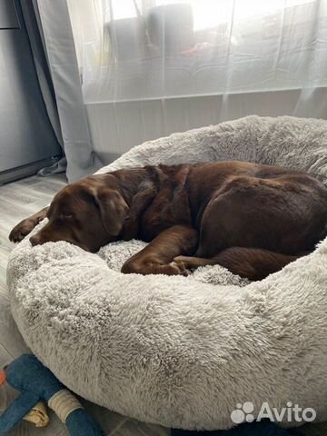 Лежанка для собаки кошки Бесплатная доставка