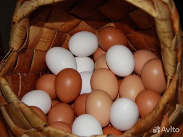 Домашнее куриное яйцо на Киселевке
