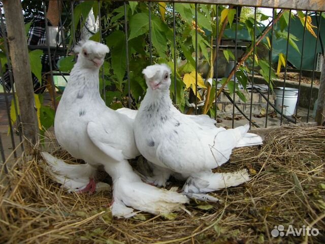 Продам узбекских голубей купить на Зозу.ру - фотография № 3