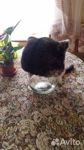 Шапка норковая с ушками кошки Шапка норковая с ушками кошки