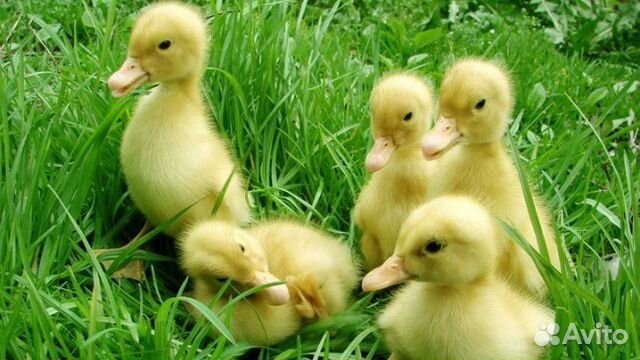 Гусята, Утята, Бройлеры, Молодка