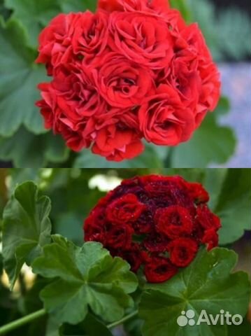 пеларгония rosebud supreme фото онлайн