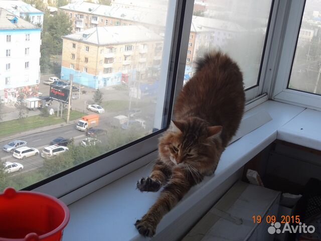 Кот ждёт кошек