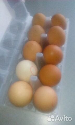 Яйцо кур-несушек для инкубации купить на Зозу.ру - фотография № 1