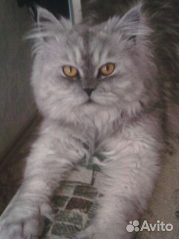 Вязка с котом