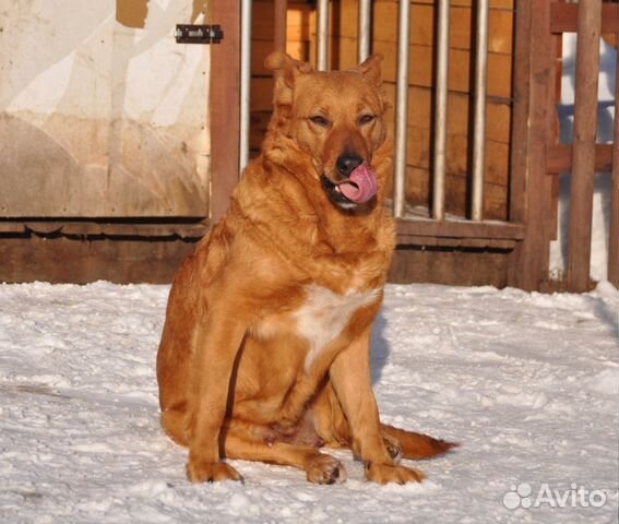 Собака в надёжные руки купить на Зозу.ру - фотография № 3