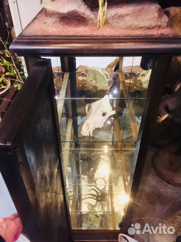 Мини бар,буйвол на тумбе