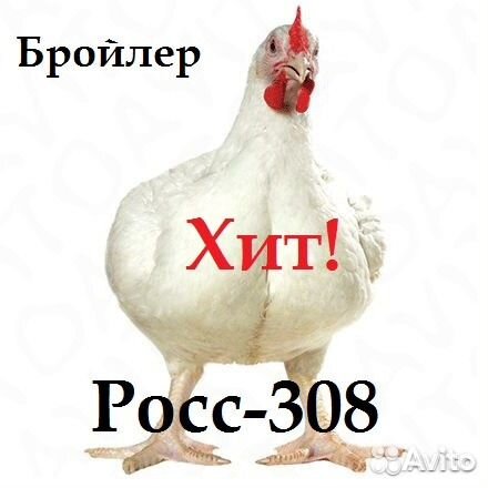 Суточные и подрощеные цыплята бройлеров купить на Зозу.ру - фотография № 1