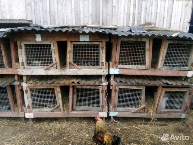 Клетки для кроликов