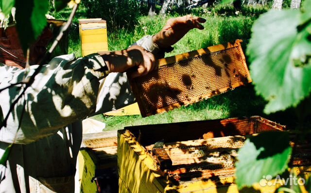 Пчелосемья медовики.На высадку купить на Зозу.ру - фотография № 2