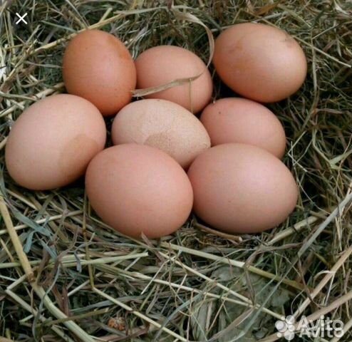 Продаю яйца от домашних курочек купить на Зозу.ру - фотография № 1