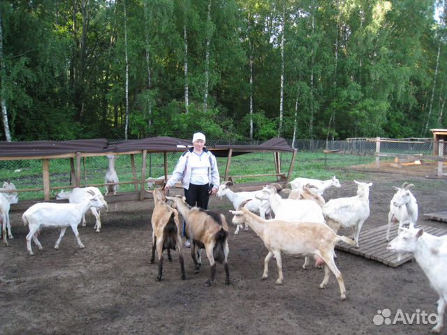 Козы и козлята молочных пород Алтайский край
