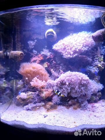 Мягкие кораллы, Кенийские деревца, клавулярии купить на Зозу.ру - фотография № 3
