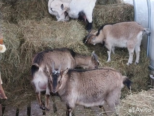 Альпийские козы и козлики купить на Зозу.ру - фотография № 7