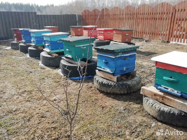 Пчёлы семьи купить на Зозу.ру - фотография № 1