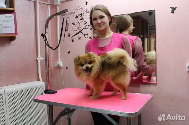 Стрижка собак и кошек Стрижка собак и кошек