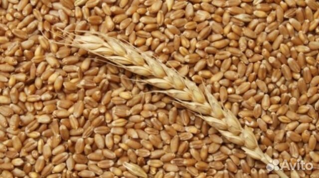 Ячмень пшеница комбикорм купить на Зозу.ру - фотография № 1