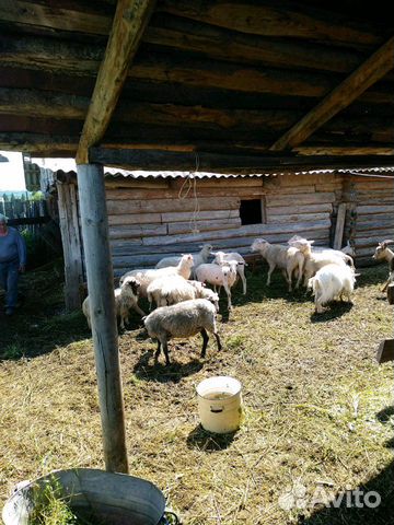 Бараны овцы козы купить на Зозу.ру - фотография № 5