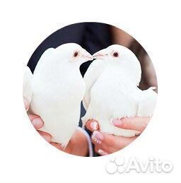 Белые голуби, для свадьб или праздников купить на Зозу.ру - фотография № 1