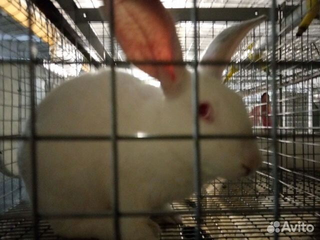 Самец кролик Породы Хиколь(HyCole) купить на Зозу.ру - фотография № 1