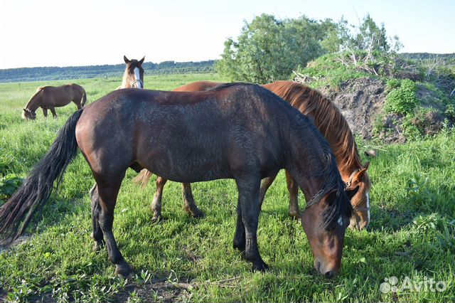 Продажа лошади в Орске. Купить лошадь в Брянской области. Купить лошадей брянском области