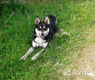 Пропала собака купить на Зозу.ру - фотография № 3