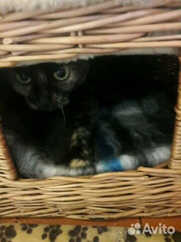 Кошка Кошка