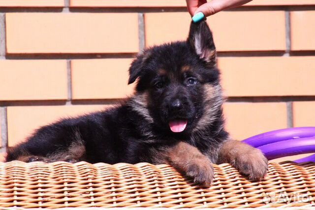 Щенки немецкой овчарки питомник. Щенки немецкой овчарки питомник. Щенки немецкой овчарки 1 год фото. Питомник владикавказ. Щенки немецкой овчарки питомник москва.