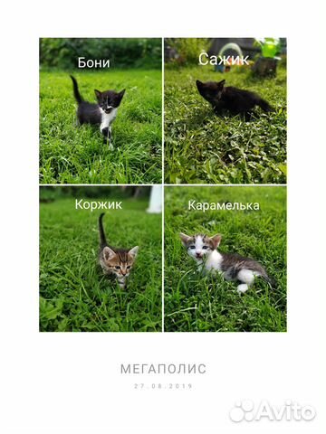 Отдам метис Чаузи Отдам метис Чаузи