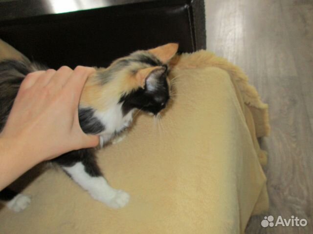 Трёхцветная кошка в ответственные руки купить на Зозу.ру - фотография № 2
