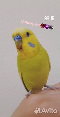 Волнистый попугай, говорящий мальчик
