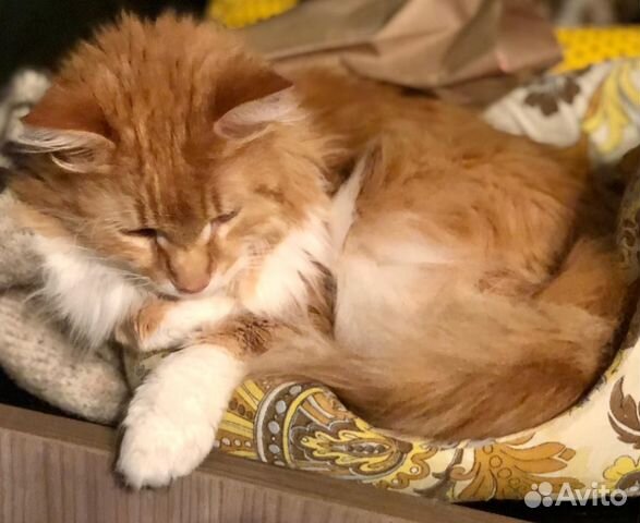 Кот в дар