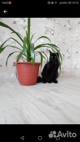 Мейнкун вязка, котята купить на Зозу.ру - фотография № 8