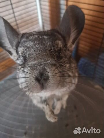 Передержка домашних животных Передержка домашних животных