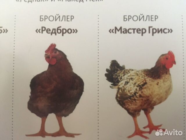 Мастер Грей яйцо и цыплята купить на Зозу.ру - фотография № 2